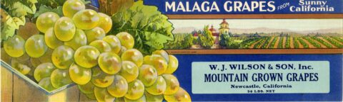 Mountain Grown Grapes